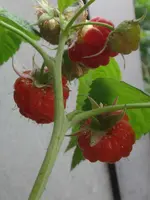 041.webp