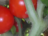 043.webp