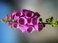 DSC03317.webp