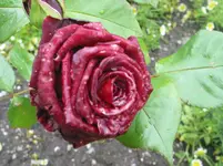 006.webp