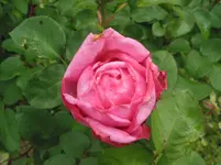 011.webp