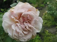 013.webp
