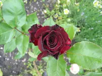 015.webp