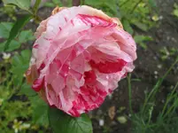 016.webp