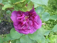001.webp
