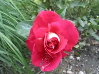 002.webp