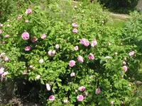 014.webp