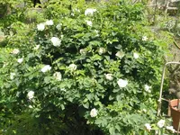 015.webp