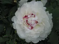 004.webp