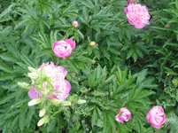 005.webp