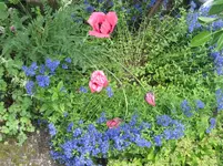 009.webp