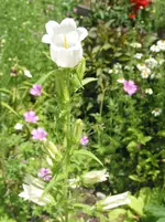 011.webp