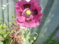 017.webp