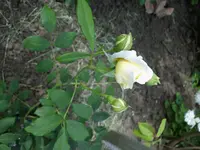 David Austin 2.webp