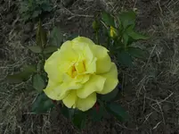 Fresia 2.webp