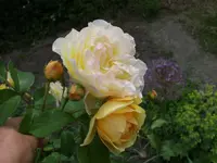 Graham Thomas.webp