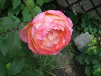 Lady Emma Hamilton (1).jpg