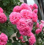 Rasarium Ueteresen Detail.webp