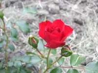 Rotilia.webp