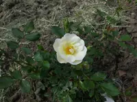 Schneekönigin 1.webp