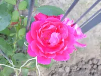 unbekannte rote 4.webp