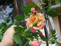 Aloha.webp