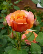 P1120187.webp