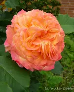 P1120188.webp