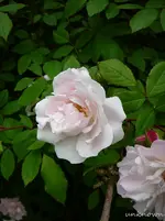 P1120196.webp