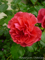 P1120203.webp