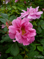 P1120206.webp