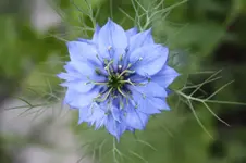 Jungfer im Grünen 2.webp
