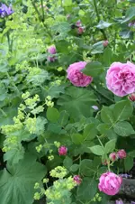 Lousie Odier 2.webp