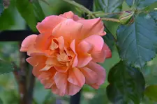 DSC_4349.webp