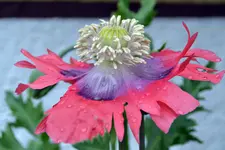 DSC_4558.webp