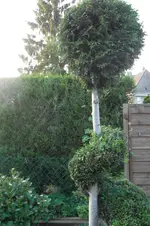 SAM_1558.webp