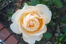 SAM_1560.webp
