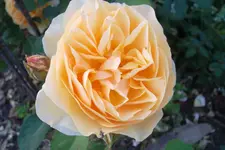 SAM_1561.webp