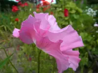 004.webp