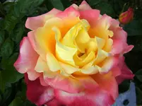 011.webp