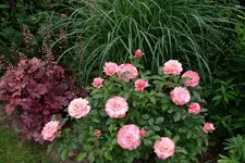 rsn2016 (6).webp