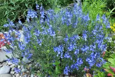 DSCF6319 (2).webp