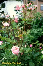 IMG_0954.webp
