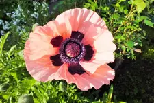 DSCF6295 (2).webp