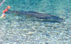 IMG_0878 v (1).webp