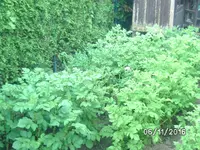 Kartoffeln.webp