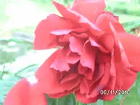 Rose.webp