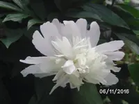Pfingstrose.webp
