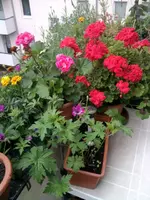 Foto0741.webp