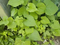 stupsi1.webp